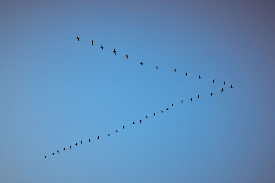 Una bandada de aves migratorias volando en formación de V contra un cielo azul claro durante el día.