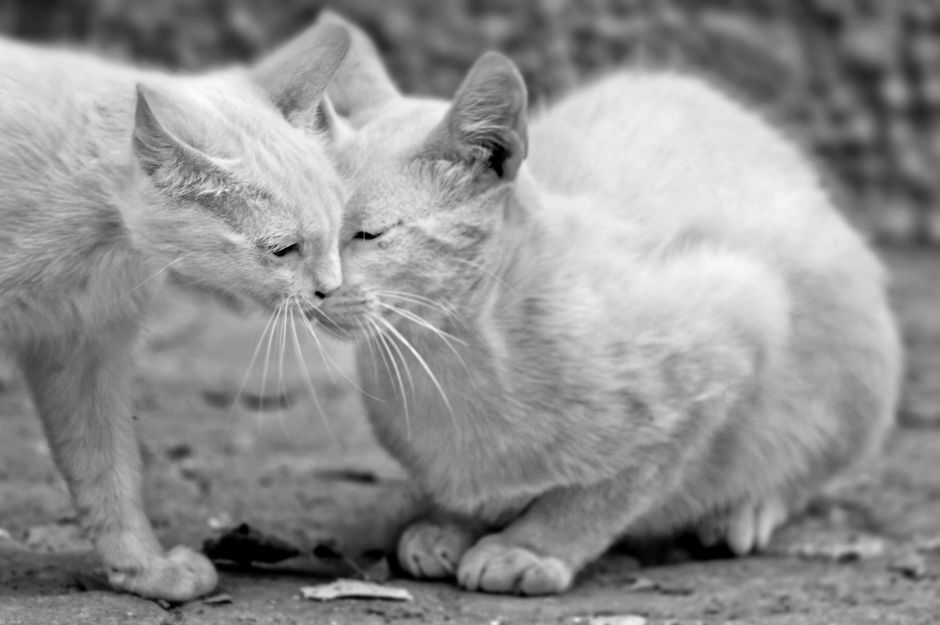 Dos gatos acurrucándose en una conmovedora escena en blanco y negro.