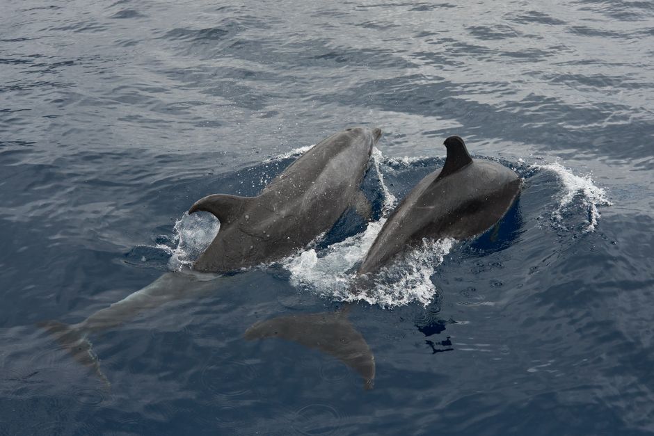 Dos delfines nadan y juegan graciosamente en el océano abierto, mostrando la belleza de la vida marina.