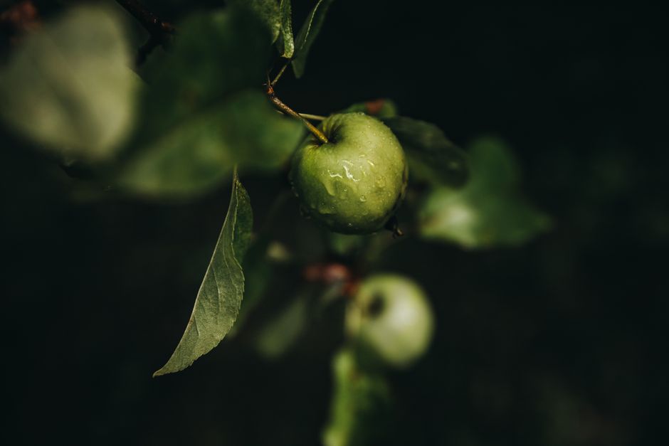 Toma detallada de manzanas verdes frescas con rocío en una rama en un entorno de jardín exuberante.