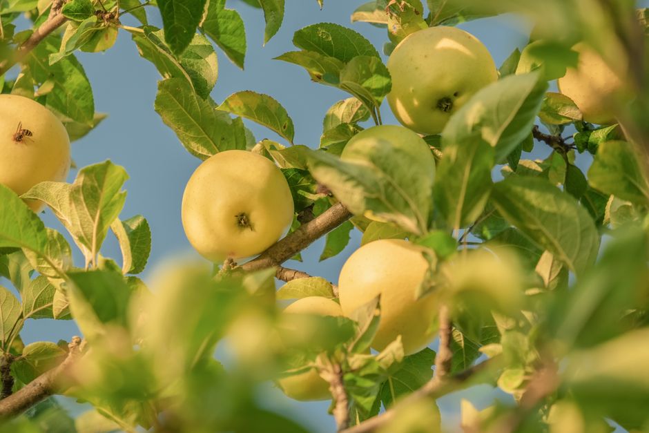 Manzanas doradas colgando de una rama de árbol contra un cielo azul claro, mostrando belleza natural y crecimiento.