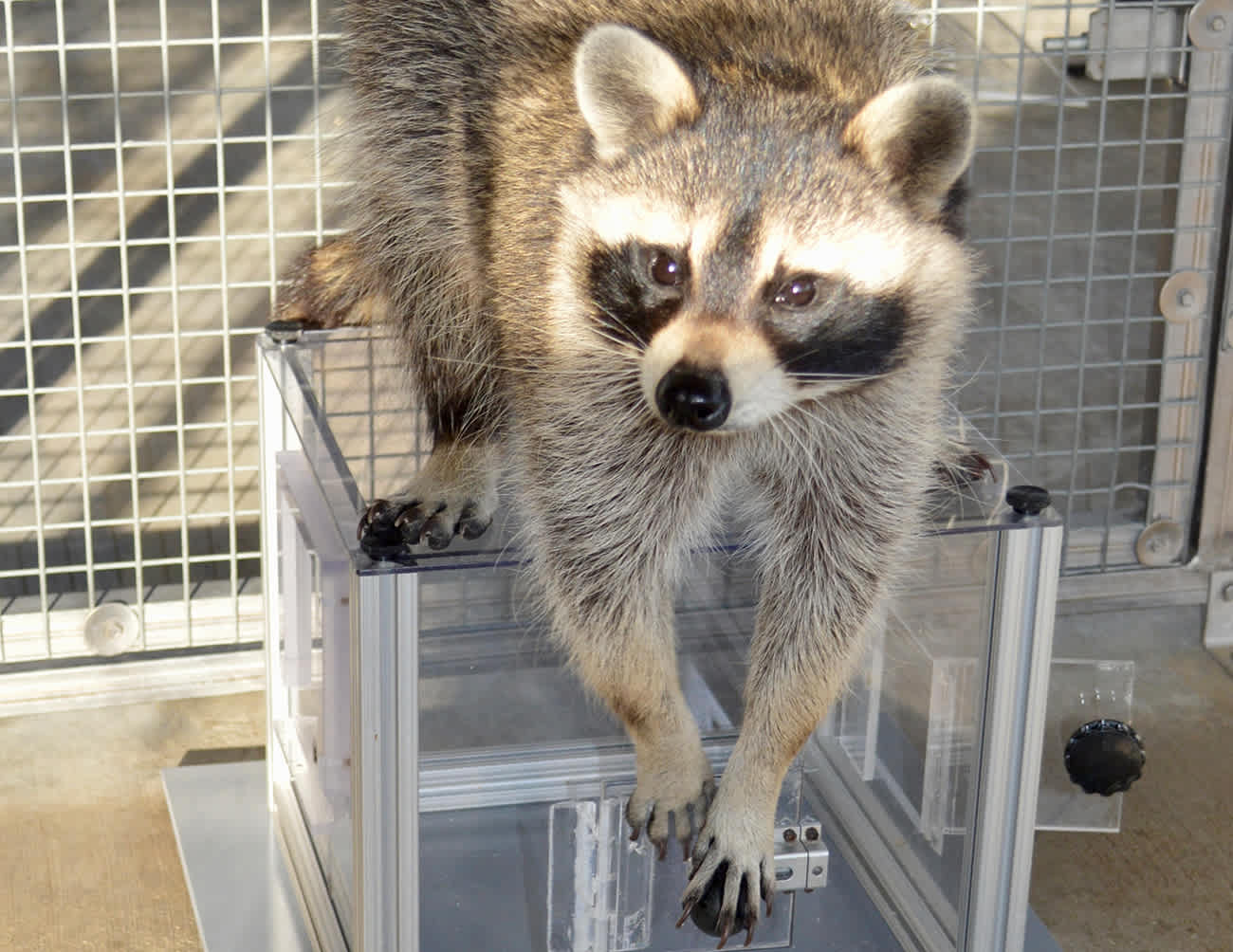 Mapaches resuelven acertijos por diversión, no por comida