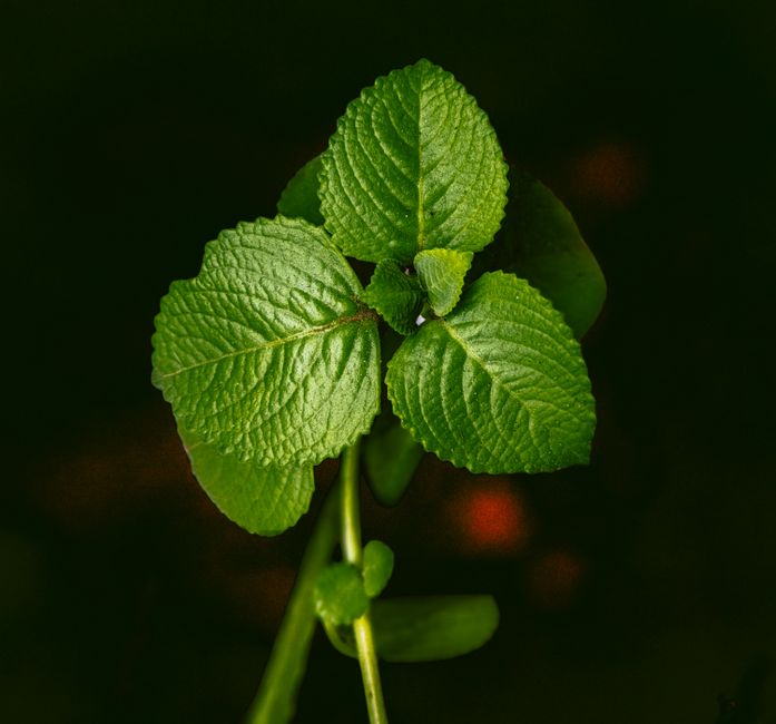 Vista detallada de hojas de menta verde vibrante con texturas ricas.