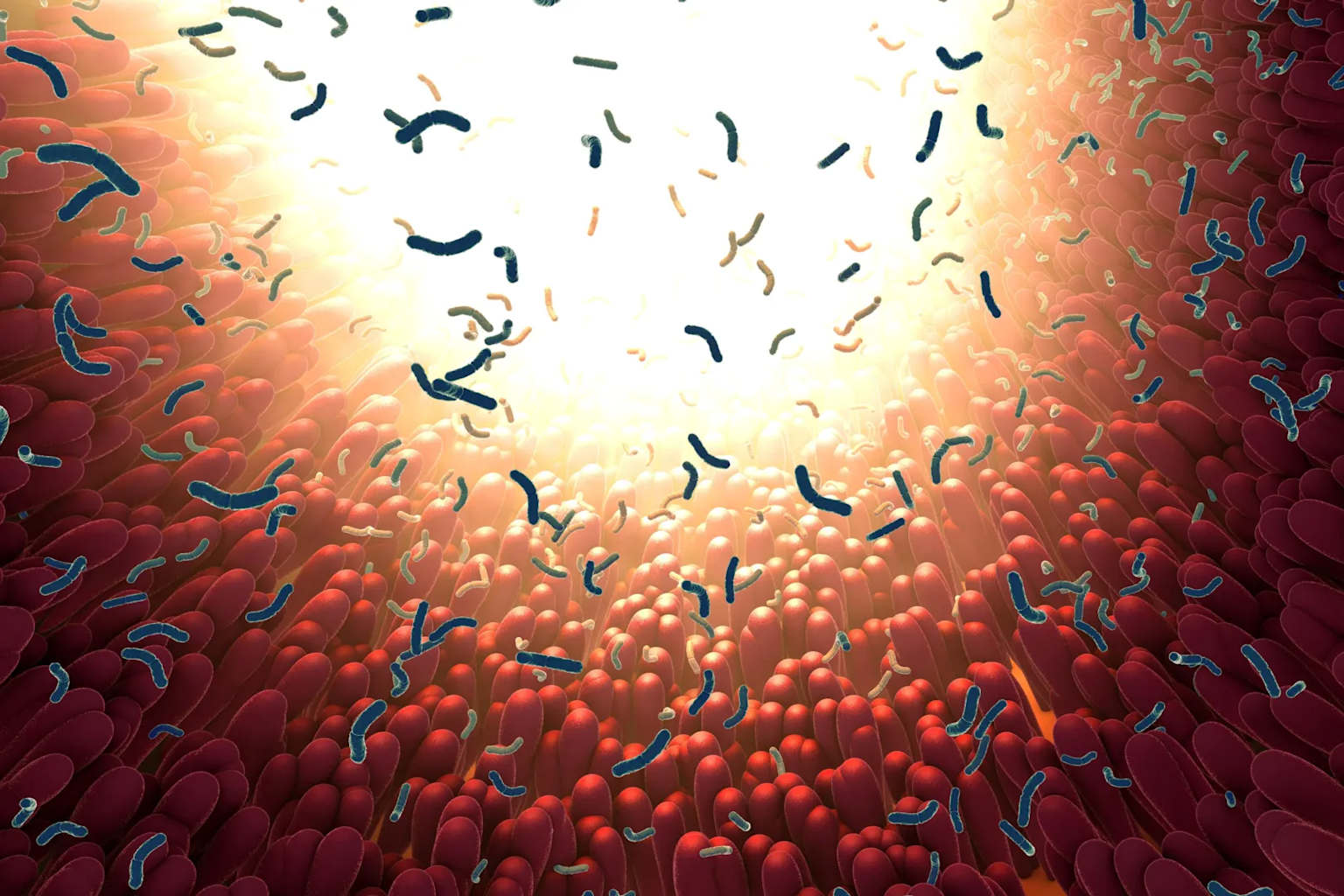 MIT revela cómo neuronas intestinales detectan bacterias
