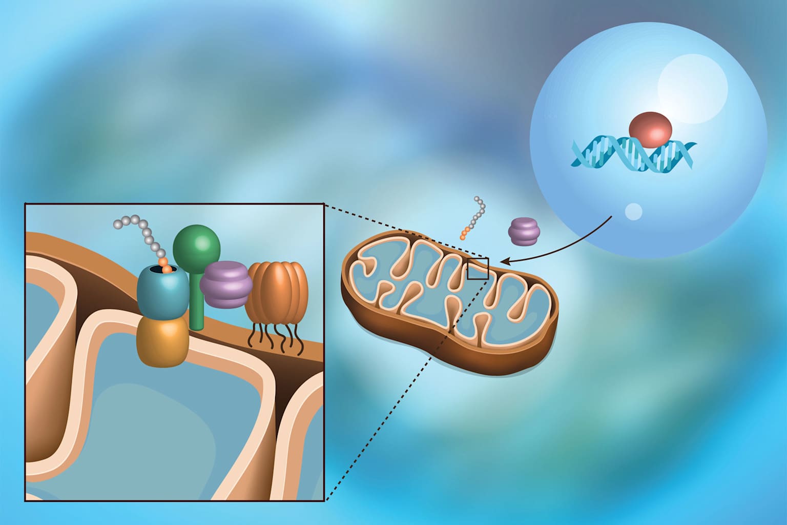 MitoCatch repara células enfermas con mitocondrias sanas
