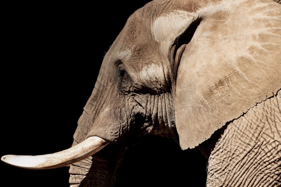 Primer plano detallado de un elefante africano mostrando sus colmillos contra un fondo oscuro.