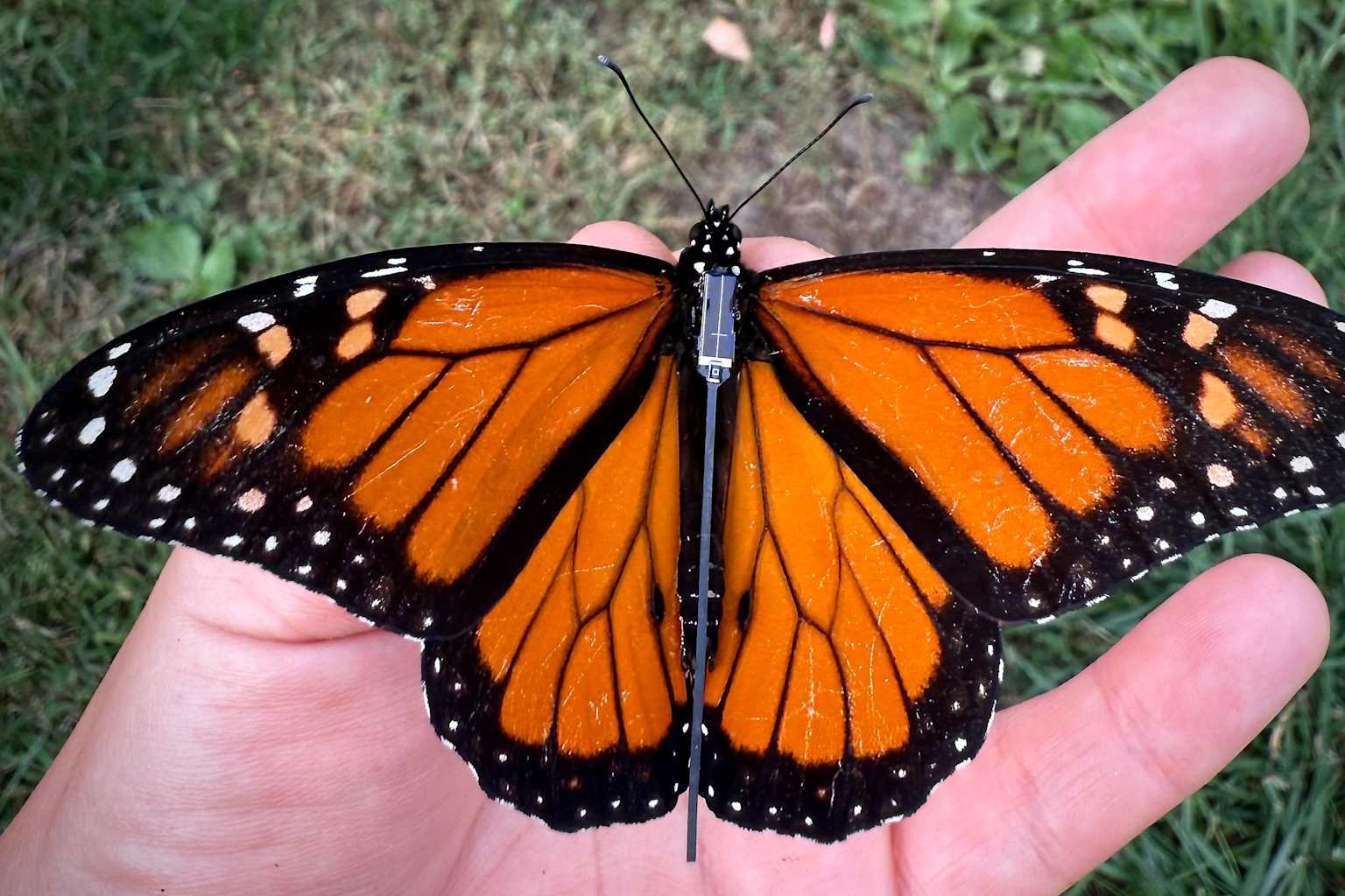 Monarcas con Bluetooth: Rastrean su migración desde México