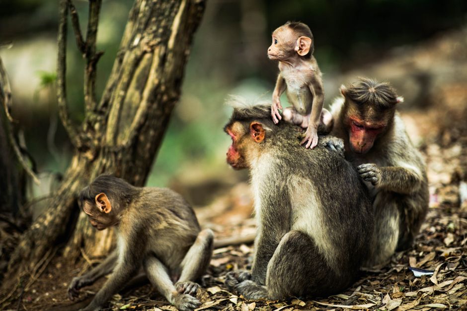 Una escena encantadora de monos macacos interactuando juntos en su hábitat natural en la jungla.