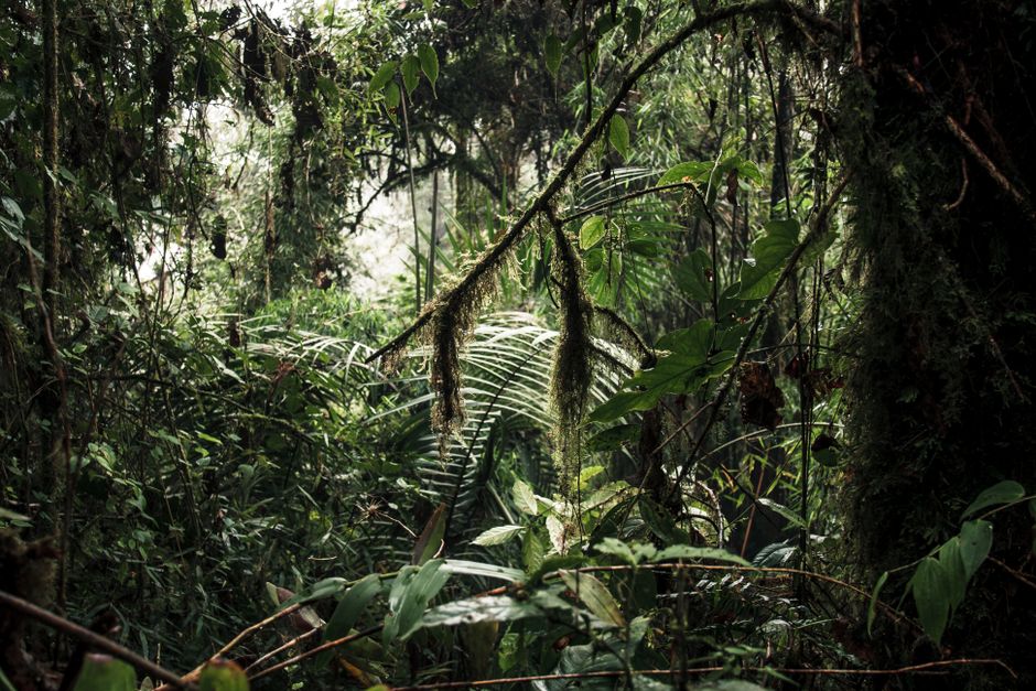 Fotos de stock gratuitas de @al aire libre, amazonas, América del sur