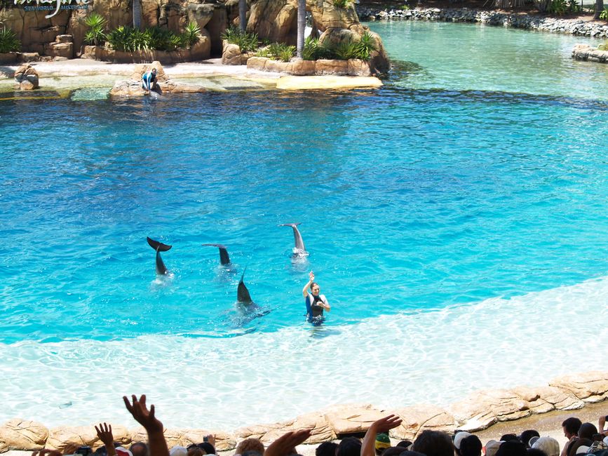 Los delfines actúan con un entrenador en un acuario vibrante en la Costa Dorada, Australia.