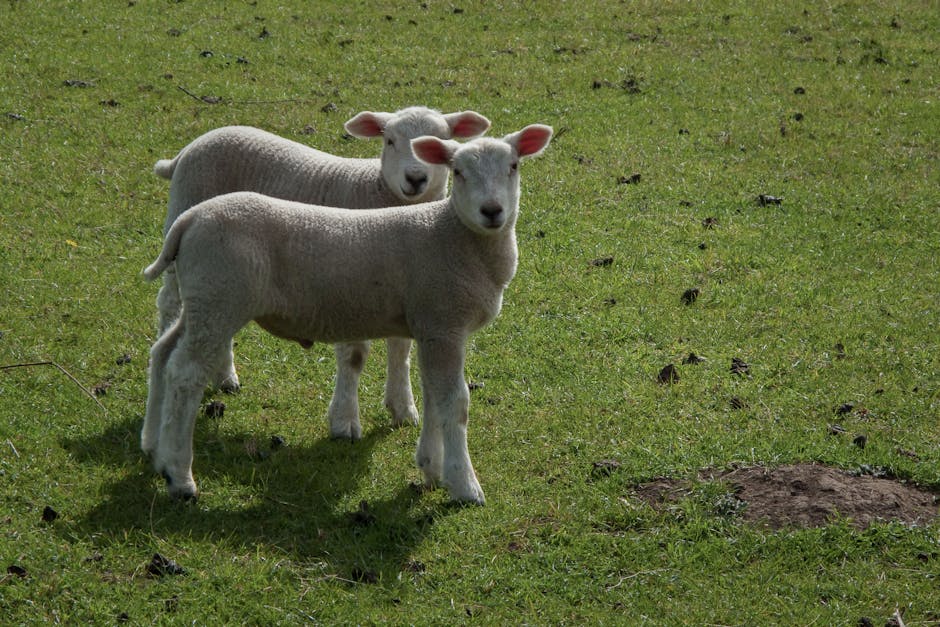 Dos adorables corderos están juntos en un exuberante campo verde, disfrutando del aire libre.