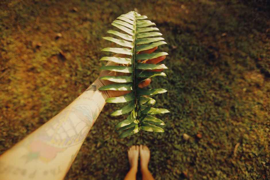 Una mano tatuada sosteniendo una hoja de helecho verde en un campo de hierba. Al aire libre, naturaleza vibrante.