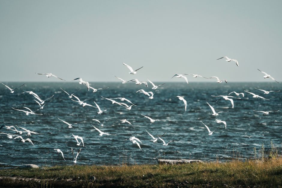 Un grupo de gaviotas volando sobre el Mar Báltico cerca de una costa cubierta de hierba, Isla Vormsi.