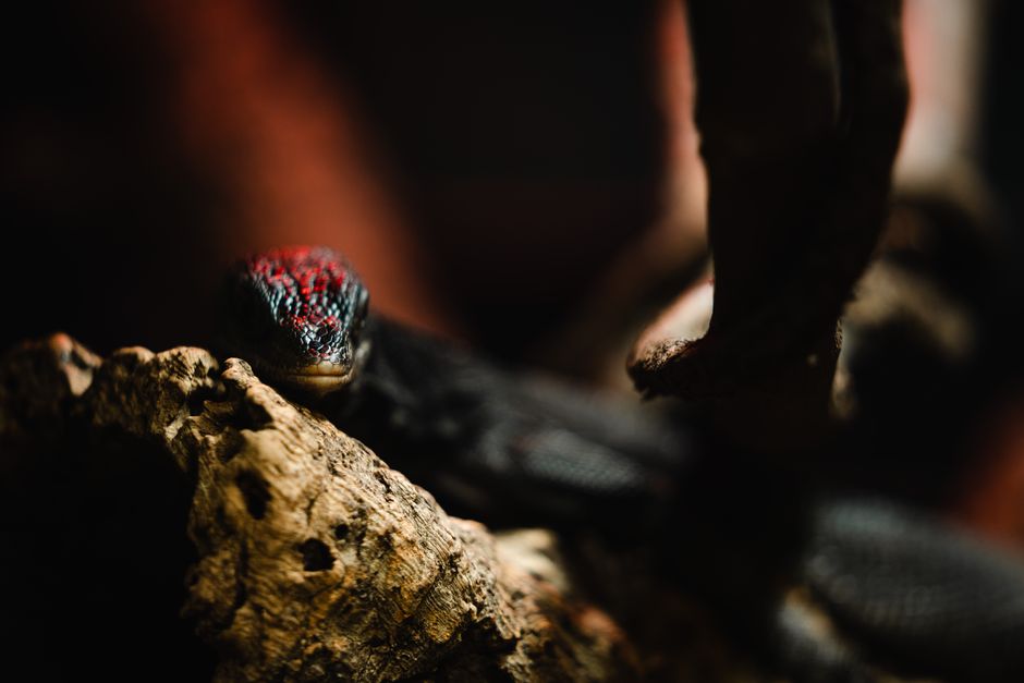 Primer plano dramático de un exótico lagarto negro y rojo descansando sobre una rama rugosa en un entorno tropical.