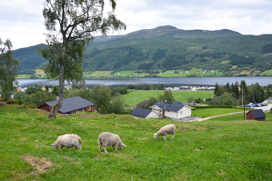 Escena idílica de ovejas pastando con vistas panorámicas en Oppheim, Noruega.