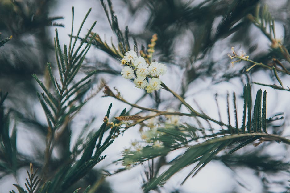 Fotos de stock gratuitas de acacia, al aire libre, Asia