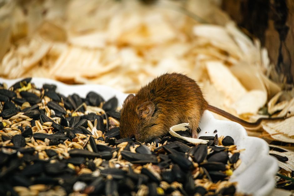 Un simpático ratón marrón disfruta de una comida de semillas de girasol en un entorno natural.