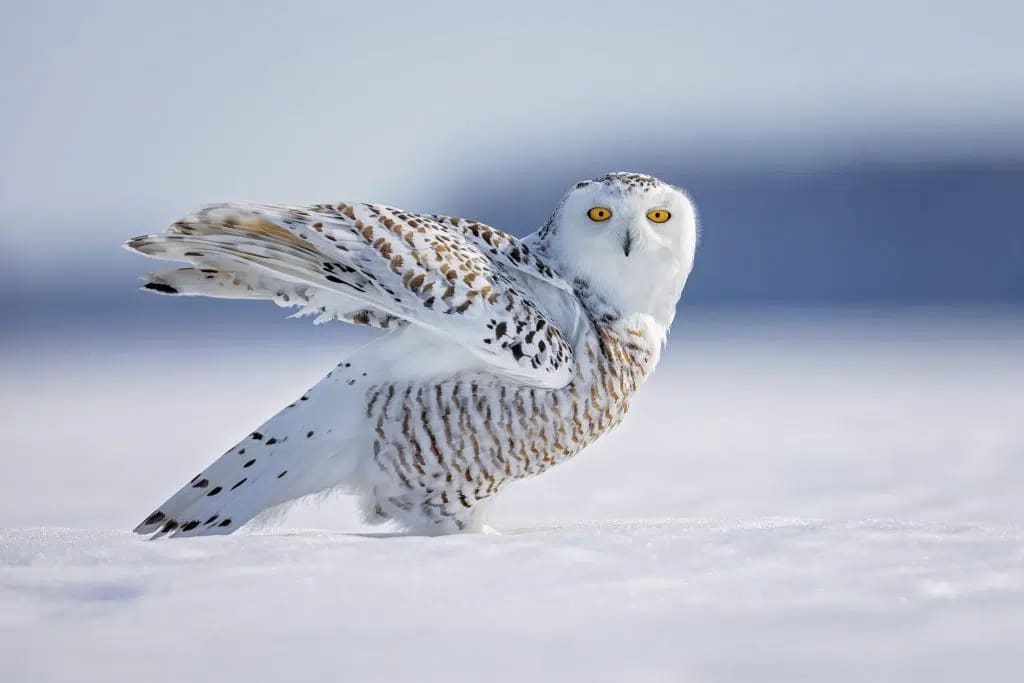 ONU blinda a 40 especies migratorias en la COP15