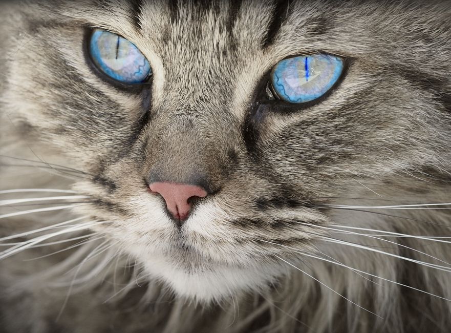 Un retrato detallado en primer plano de un gato doméstico con llamativos ojos azules y suave pelaje gris.
