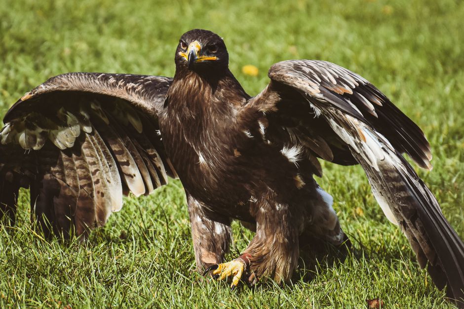 Fotos de stock gratuitas de águila, Águila calva, águila dorada