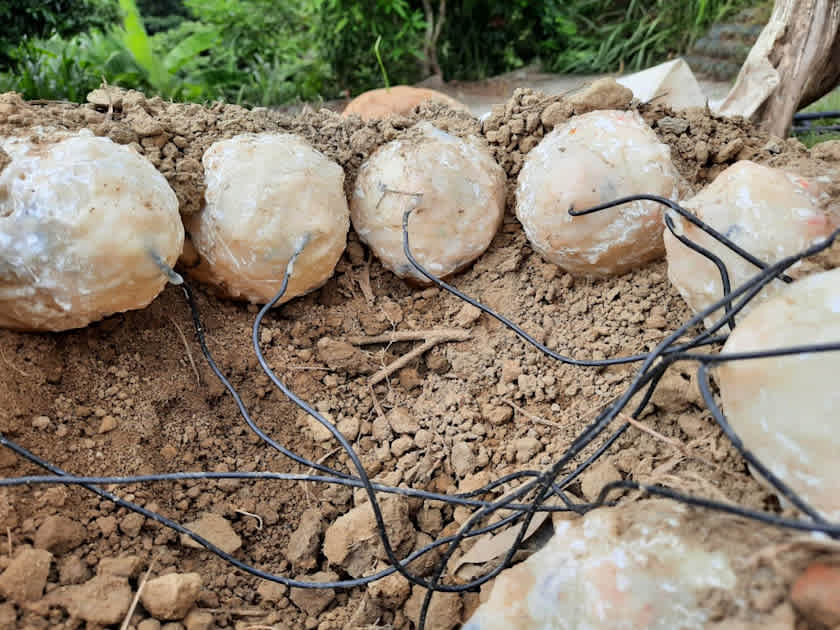 Oviraptores usaban el sol como incubadora, revela estudio