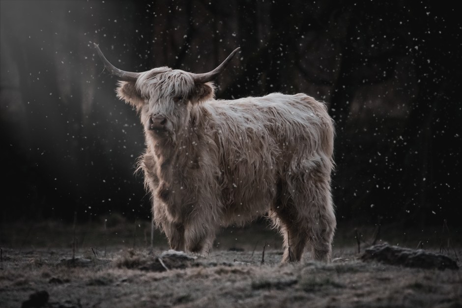 Vaca de las Tierras Altas de pie en un bosque nevado con su distintivo pelaje desaliñado y cuernos largos.