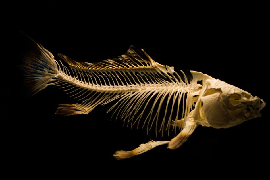 Fotos de stock gratuitas de acuático, anatomía, artístico