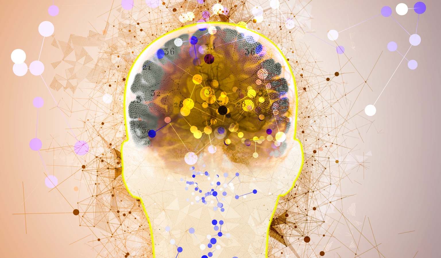 Oxford revela cómo dos errores genéticos crearon el cerebro