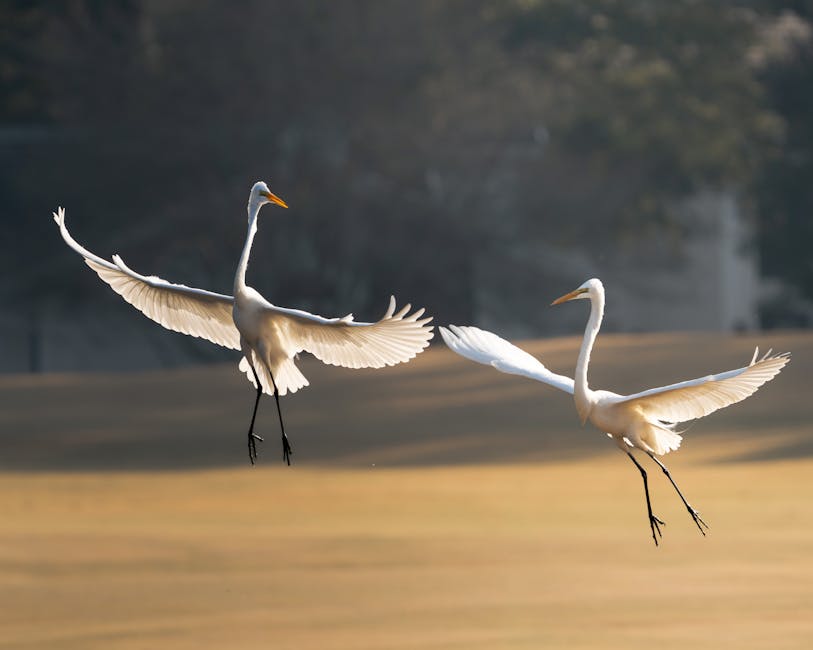 Dos elegantes garzas volando con gracia sobre un campo bañado por el sol, capturadas en un sereno entorno al aire libre.