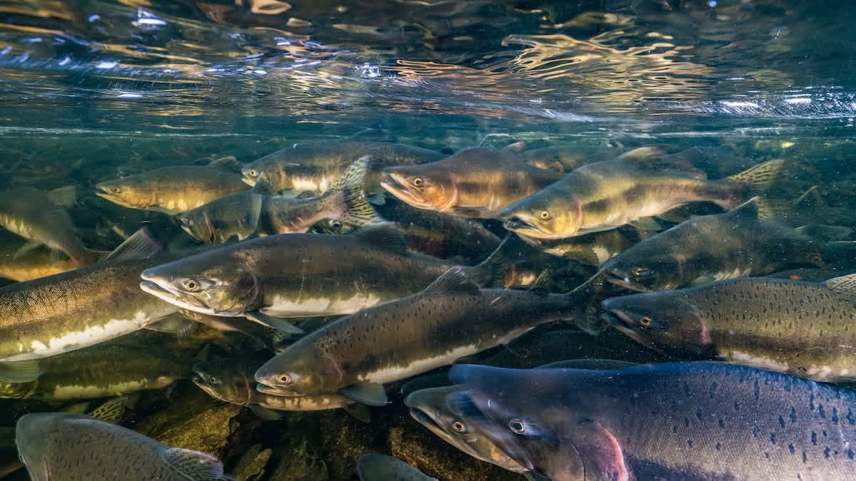 Peces de agua dulce caen 81% desde 1970: alerta de la ONU