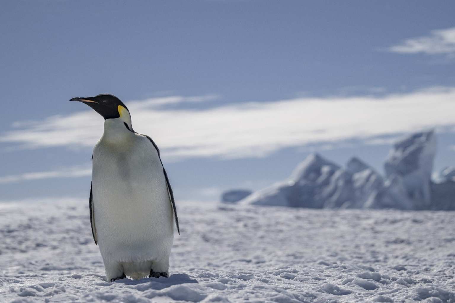 Pingüino emperador en peligro de extinción por deshielo