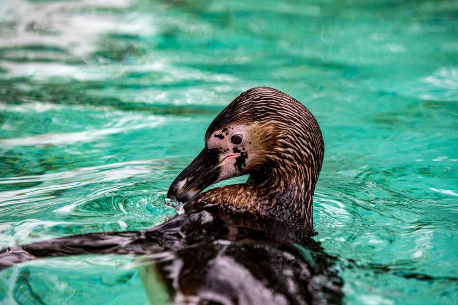 Imagen vibrante en primer plano de un pingüino nadando graciosamente en agua turquesa clara.