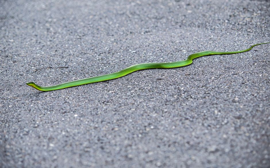 Una serpiente verde vibrante deslizándose por una carretera de asfalto texturizado.