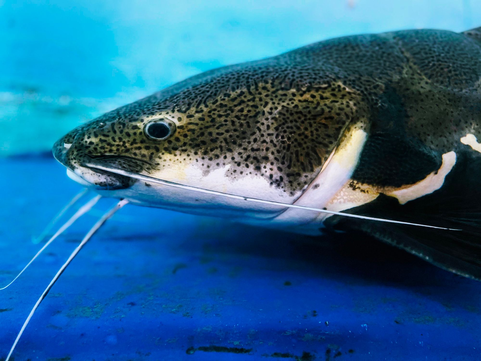 Primer cáncer que se contagia entre peces de agua dulce