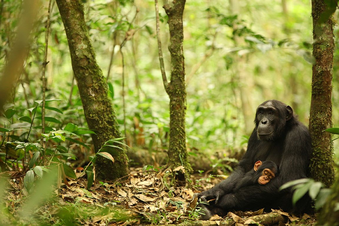Primera guerra civil de chimpancés documentada en Uganda