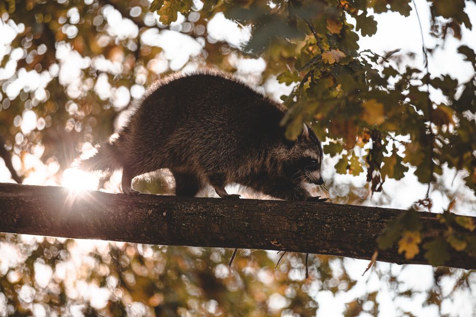 Un mapache caminando con gracia por una rama de árbol con la luz del sol filtrando a través de las hojas.