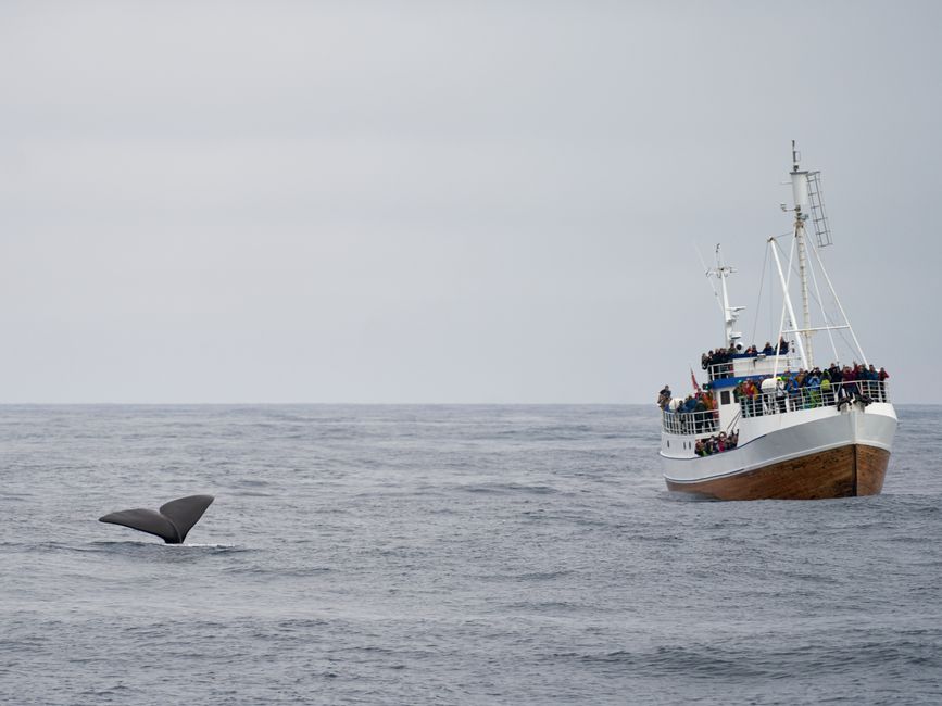 Turistas en un barco observando una ballena en Bleik, océano de Noruega.