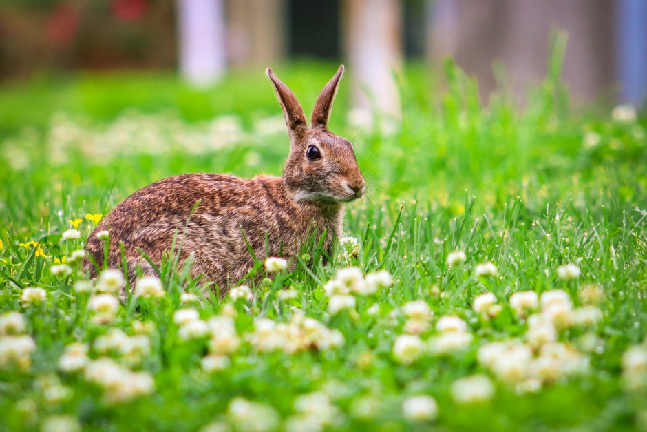 Un simpático conejo salvaje descansa entre las flores en plena floración en un prado soleado.