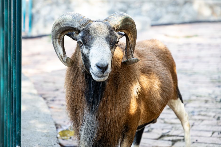 Fotos de stock gratuitas de al aire libre, animal, ariete