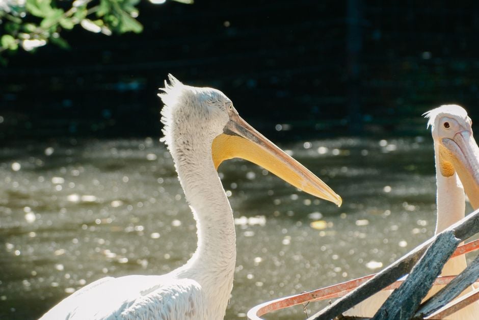 Elegantes pelícanos blancos se asolean al sol, destacando su presencia serena cerca de una superficie de agua reluciente.