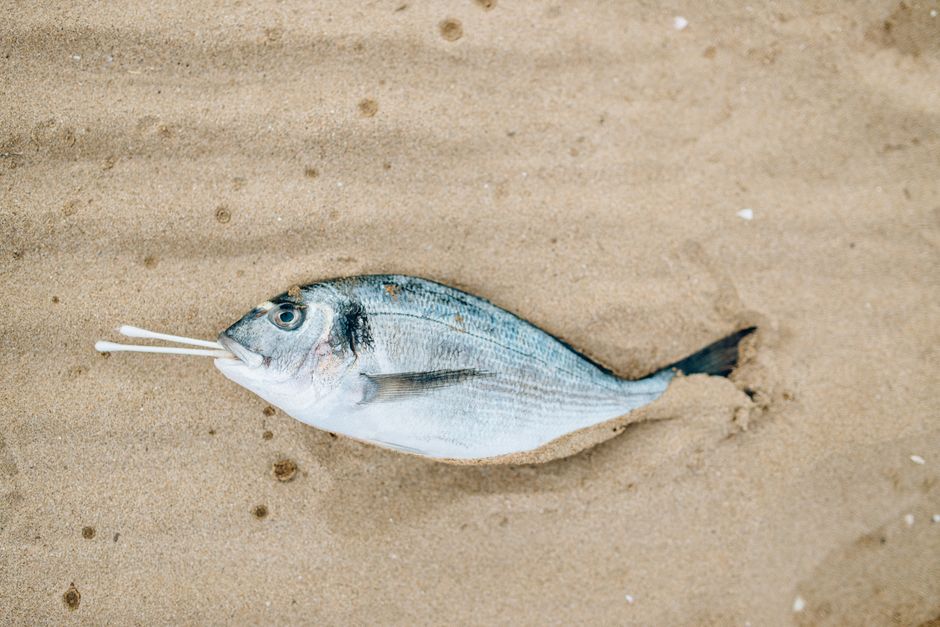 Pez muerto con bastoncillos en la playa de arena, resaltando la contaminación.