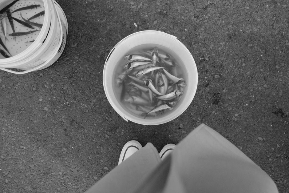 Foto en monocromo de pescados en cubos sobre el pavimento, con pies visibles.