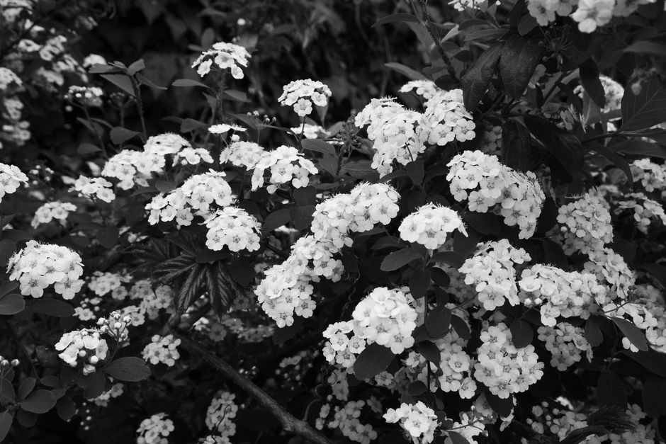 Un primer plano monocromático de flores en flor que captura la simplicidad y la elegancia de la naturaleza.