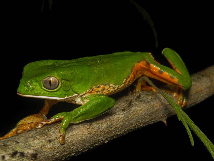 Imagen detallada de una rana arbórea verde con colores vibrantes posada en una rama por la noche.
