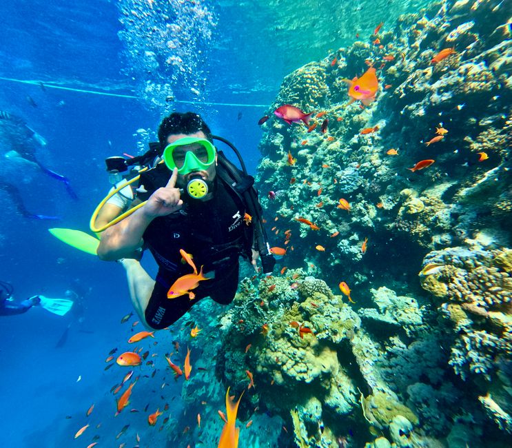Un buceador explora un colorido arrecife de coral repleto de vida marina bajo el agua.