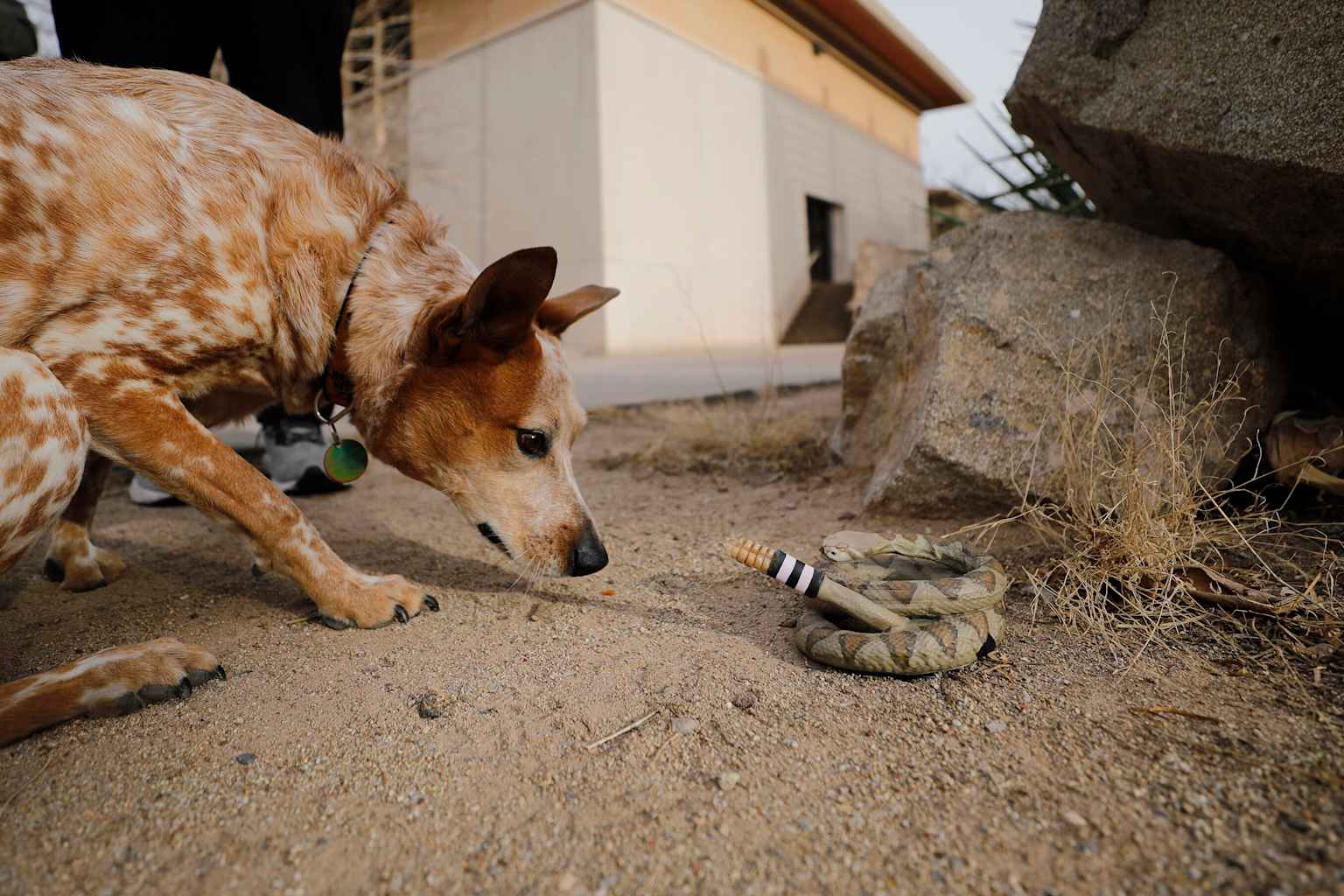 Serpiente robótica en 3D revela el terror innato al cascabel