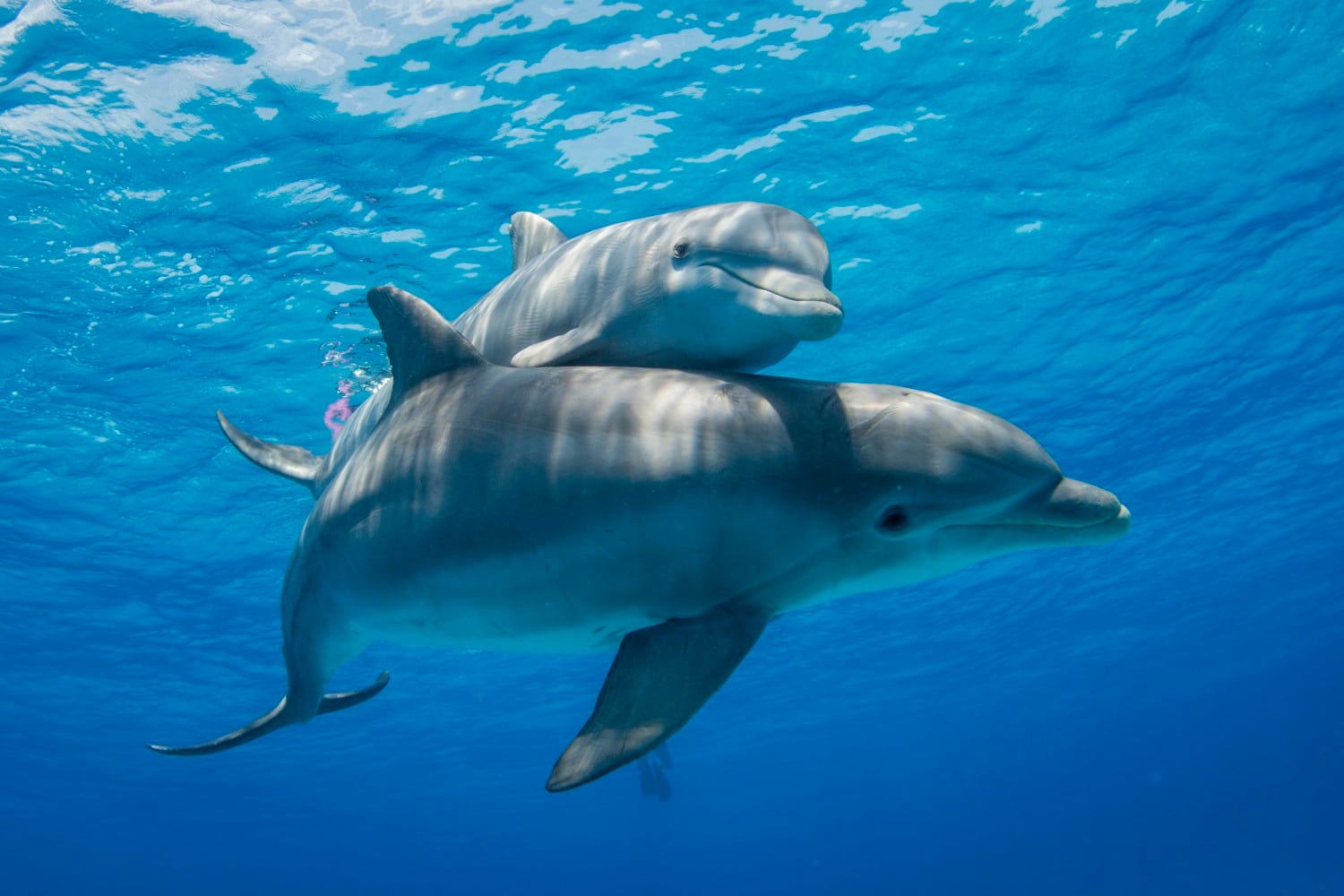 Silbidos de delfines funcionan como palabras y nombres