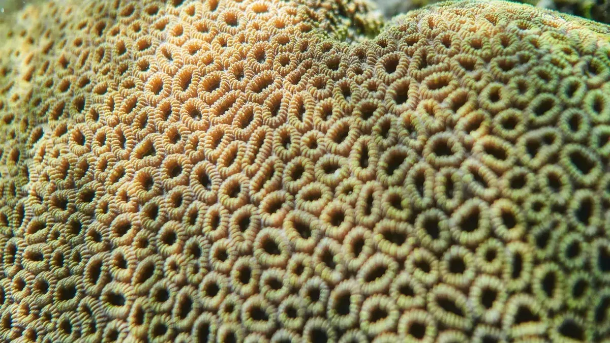 Sombrillas submarinas reducen la pérdida de color coralino