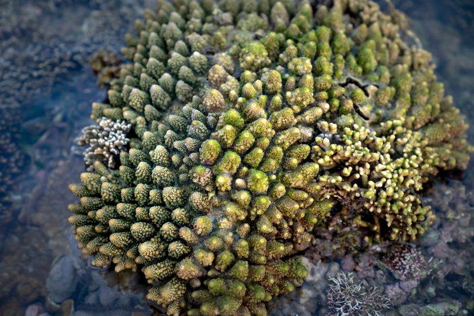 Vista cercana del coral acropora en un ecosistema marino que muestra texturas y colores vibrantes.