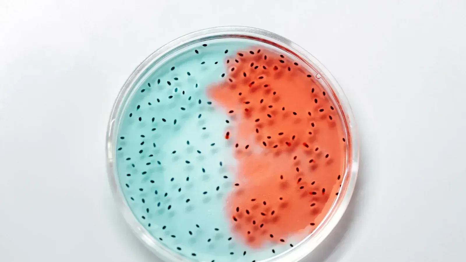 Stanford identifica dos progenitores cerebrales en ratones